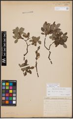 Salix bicolor Ehrh. ex Willd.